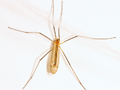 Euphylidorea dispar